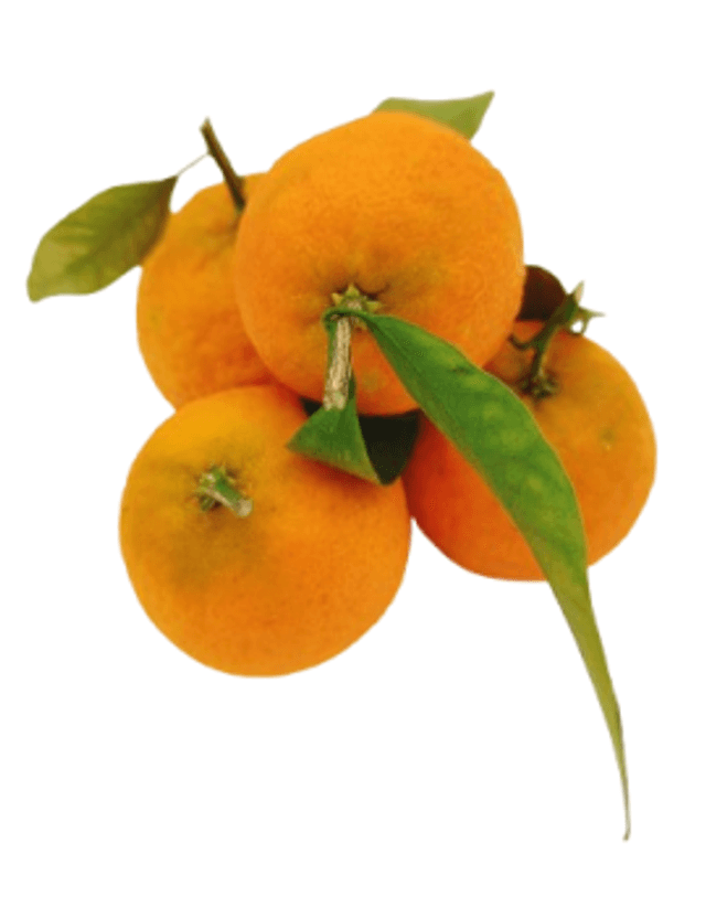 Clementine de Corse x5 (petit calibre)- Origine France