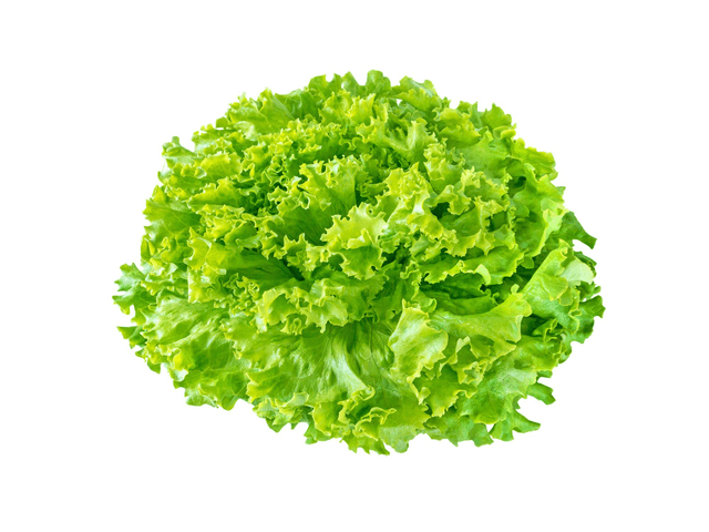 Salade batavia ou feuille de chêne selon arrivage x1 - Origine France